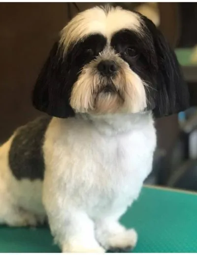 Dog Grooming Stockport