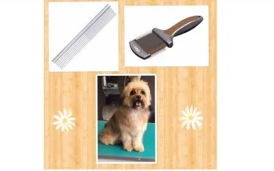 Brushing Your Dog