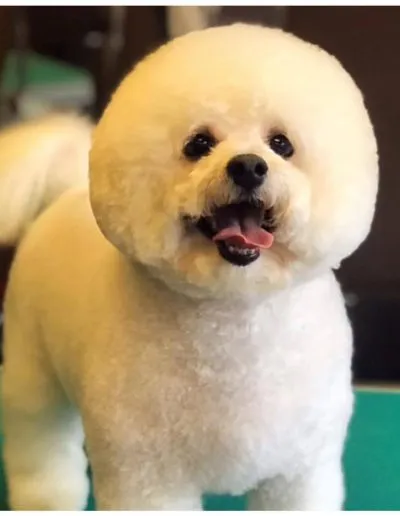 Dog Grooming Stockport