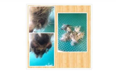Paw Care
