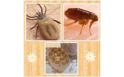 Fleas & Ticks
