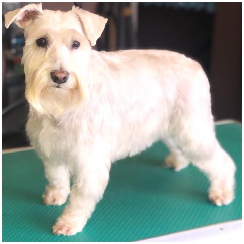 Dog Grooming Stockport